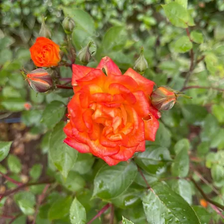 Amarena Santa Marina, Apartmán