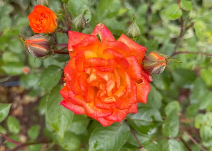 Amarena Santa Marina, Апартамент